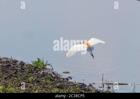 Squacco Heron im Flug (Ardeola Ralloides) Stockfoto