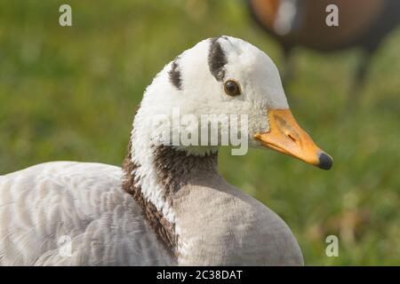 Bar vorangegangen Gans Nahaufnahme portrait (Anser indicus) Stockfoto