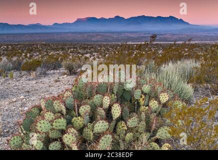 Chisos Mountains in der Ferne bei Sonnenaufgang, stachelige Birnen, Lechuguilla Agaven und Kreosoten Büsche, Old Ore Road, Big Bend National Park, Texas, USA Stockfoto