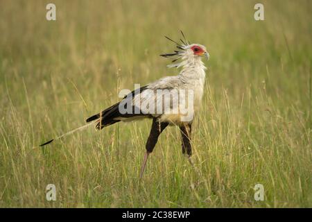 Secretary Bird, der über das Gras läuft, das nach rechts zeigt Stockfoto