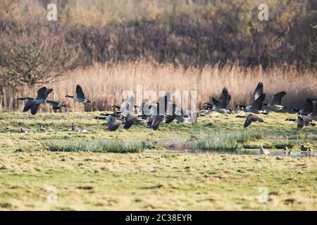 Wenige Kanadagans im Flug in der Umgebung. Ihr lateinischer Name ist Branta canadensis. Stockfoto