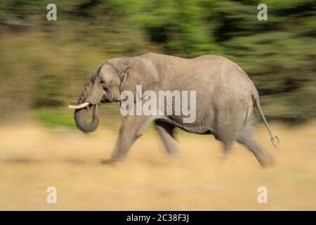 Langsame Pfanne afrikanischer Busch-Elefantenwanderungen Stockfoto