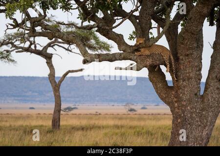 Schlafender Leopard liegt mit Kopf auf Ast Stockfoto