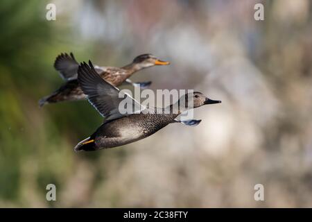 Paar Gadwall im Flug in der Umgebung. Ihr lateinischer Name ist Mareca strepera. Stockfoto