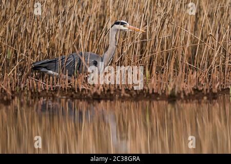 Graureiher in Lebensraum. Ihr lateinischer Name ist Ardea cinerea. Stockfoto