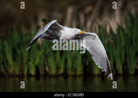 Heringsmöwe im Flug in Lebensraum. Ihr lateinischer Name ist Larus argentatus. Stockfoto