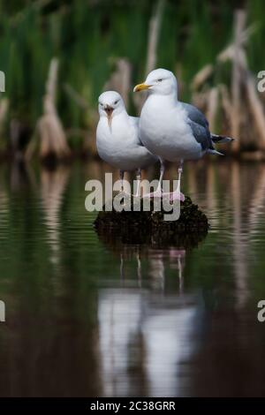 Paar Heringsmöwe auf einem Wasser. Ihr lateinischer Name ist Larus argentatus. Stockfoto