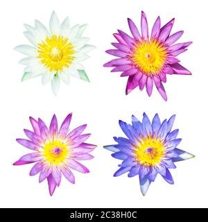 Alles Lilienwasser oder Lotusblume im Becken sehr frisch isoliert auf weißem Hintergrund Stockfoto