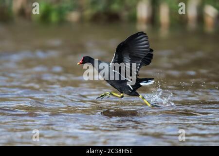 Moorhen läuft auf dem Wasser in Lebensraum. Ihr lateinischer Name ist Gallinula chloropus. Stockfoto