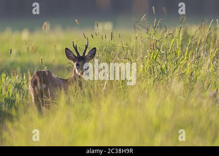 WESTERN Roe Deer - Foto Roebuck Nahrungssuche Stockfoto