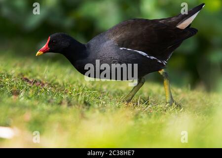 Moorhen im Lebensraum. Ihr lateinischer Name ist Gallinula chloropus. Stockfoto