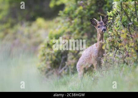 Reh Reh Pricket in Wechsel der Mantel Augenbrauen an einer Hedge Bank Stockfoto