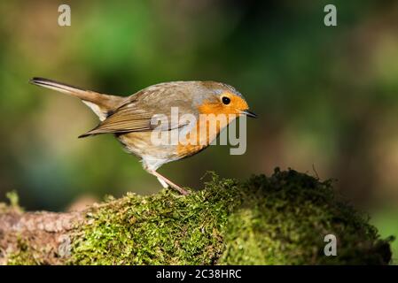 European Robin in seiner Umgebung. Sein lateinischer Name ist Erithacus rubecula. Stockfoto