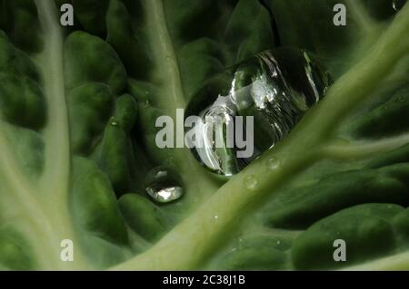 Wirsing-Kohlblatt mit Wassertropfen Stockfoto