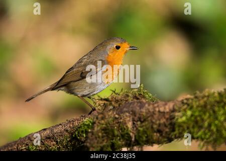 European Robin in seiner Umgebung. Sein lateinischer Name ist Erithacus rubecula. Stockfoto