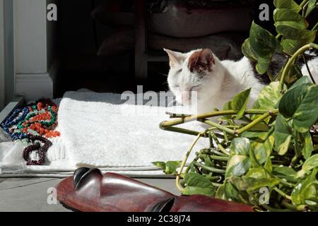 Eine Katze, die im Haus auf einem Handtuch in der Nähe von goldenen Pothos Blätter, Edelsteine und Kristall Halsketten nippen. Schöne ältere Katze, die in der Nähe eines sonnigen Sieges klatscht Stockfoto