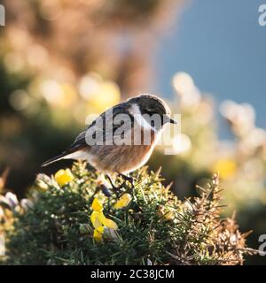 Europäisches Stonechat in der Umwelt. Sein lateinischer Name ist Saxicola rubicola. Stockfoto