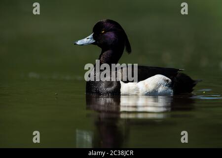 Männchen von Tufted Duck auf einem Wasser. Sein lateinischer Name ist Aythya fuligula. Stockfoto