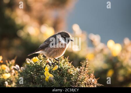 Europäisches Stonechat in der Umwelt. Sein lateinischer Name ist Saxicola rubicola. Stockfoto