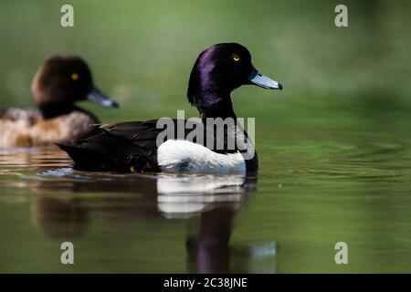 Ein Paar getuftete Ente auf einem Wasser. Ihr lateinischer Name ist Aythya fuligula. Stockfoto