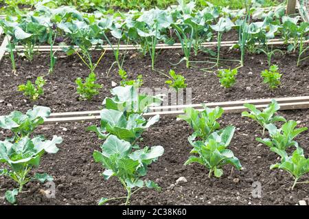 Jungkohl, Sellerie und Lauch Pflanzen auf einem Frühlingsgemüse Garten Bett Stockfoto