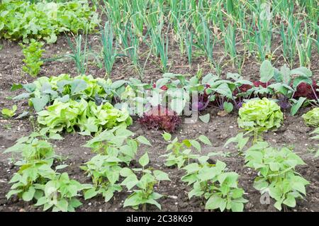 Frische junge Saitenbohnenpflanzen, Salat und Kohlrabi Pflanzen auf einem Gemüsegarten-Patch Stockfoto