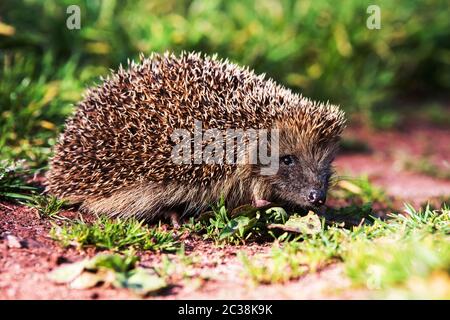 Europäische Igel oder Igel in der Umwelt. Sein lateinischer Name ist Erinaceus europaeus Stockfoto