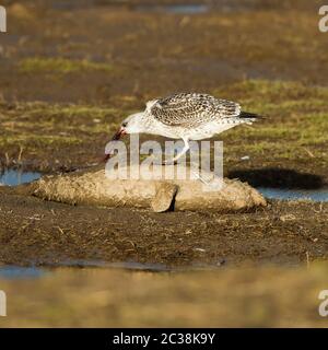 Hering Gull frisst toten Welpen Graue Robbe an der englischen Küste. Stockfoto