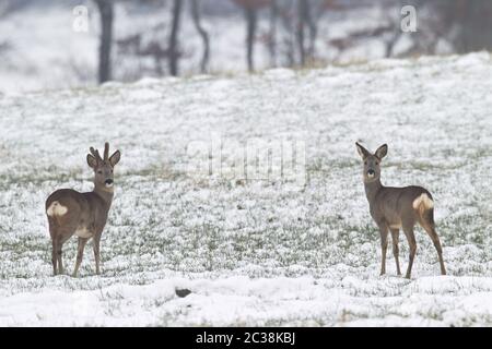 Reh-Reh-Buck und Reh auf einer schneebedeckten Wiese Stockfoto