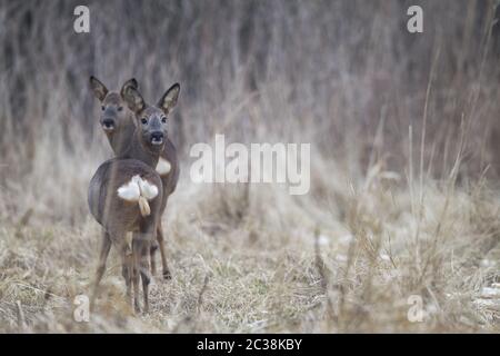 Reh-Rehbock Rehbock und Rehe im Winter am Waldrand Stockfoto