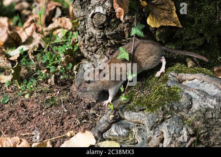 Braune Ratte, Norwegen Ratte, Ratten, Rattus norvegicus Stockfoto