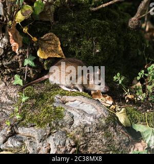 Braune Ratte, Norwegen Ratte, Ratten, Rattus norvegicus Stockfoto