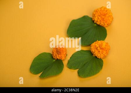 Indian Festival Dussehra, anzeigen Golden Leaf (Bauhinia racemosa) und Ringelblume Blüten auf gelbem Hintergrund. Stockfoto