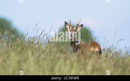 Männchen von Europäischem Rothirsch in der Umwelt. Sein lateinischer Name ist Capreolus capreolus. Stockfoto