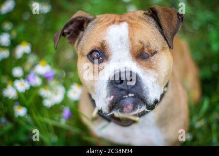 Einäugiger amerikanischer Pit Bull Terrier, der auf einem Blumenfeld sitzt und zur Kamera aufschaut Stockfoto