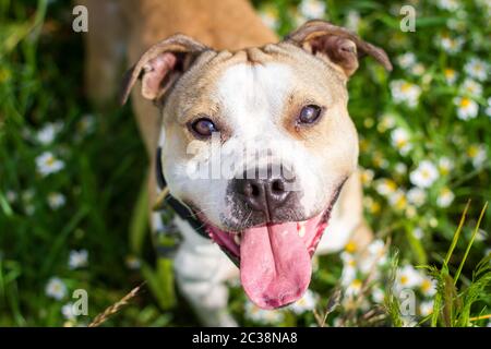 Bulldog sitzt in einem Blumenfeld und schaut zur Kamera Stockfoto