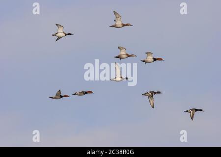 Pochard 'Aythy ferina' und Tuftente 'Aythya fuligula' fliegen Stockfoto