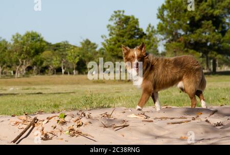Mongrel hund Kreuze sibirischen Walking im Freien Stockfoto