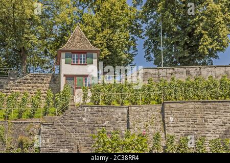 Weinberg Rapperswil-Jona, Kanton St. Gallen Stockfoto