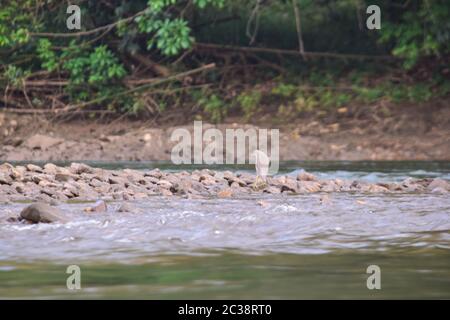 Fluss Kwai, Kanchanaburi 140120 Stockfoto