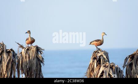 Zwei weniger Indischen pfeifen Ente (Dendrocygna Javanica), ein Baum nesting Feuchtgebiet wasser Vogel mit braunen langen Hals und Dunkelgrau bill Beine sittin beschmutzt Stockfoto