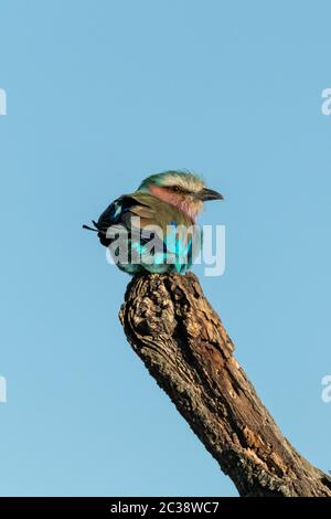 Lilac-breasted Roller dreht Kopf zu Eye Kamera Stockfoto