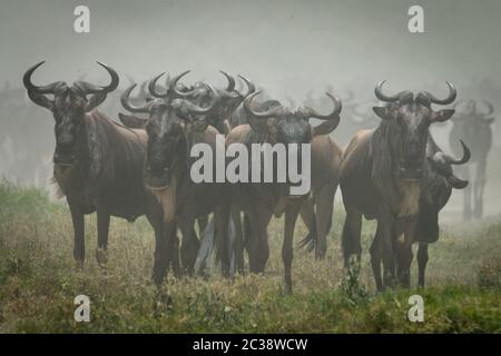 Linie der Blue Wildebeest stehen im Gras Stockfoto