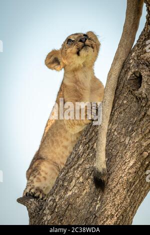 Lion cub klettern Baumstamm suchen Stockfoto