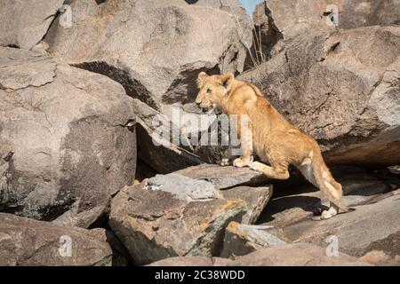 Lion cub klettert über Felsen auf der Suche nach Links Stockfoto