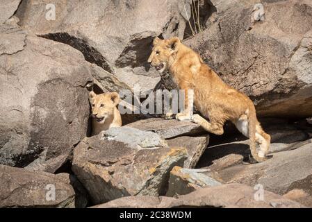 Lion cub klettert über Felsen mit einem anderen Stockfoto