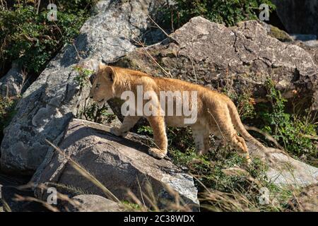 Lion cub klettert über Felsen in der Sonne Stockfoto
