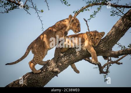 Lion cub klettert hinter einem anderen im Baum Stockfoto