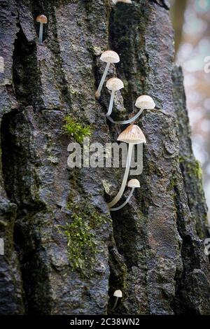 Pilze der Gattung Mycena auf einem toten Baum im Wald Stockfoto