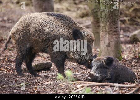 Zwei Wildschweine Sus scrofa Stockfoto